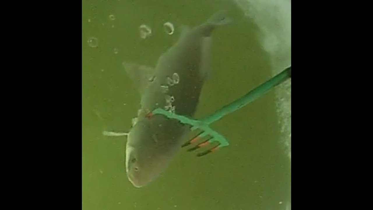 Muddy Pike and a Buffalo