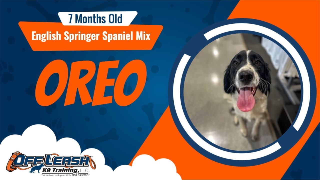 English Springer Spaniel Mix, 7 mo, Oreo McFurry | Best Dog Training Central Missouri | Off Leash K9
