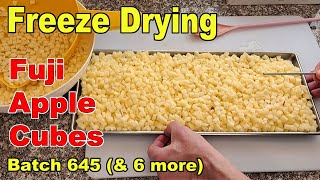 Freeze Drying Batches of Fuji Apple Cubes (7 Batches)