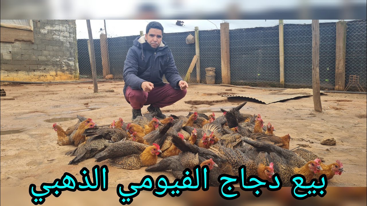 خاصك 10 ناس باش تشد الفيومي  و ضجيج ماشاء الله 