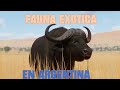 FAUNA  EXOTICA INTRODUCIDA EN ARGENTINA