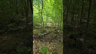 Free Lumber Lying All Over Our Land