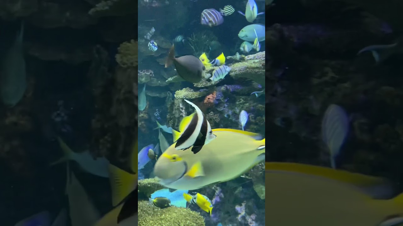 finding all the fish from ‘Finding Nemo’ at the aquarium