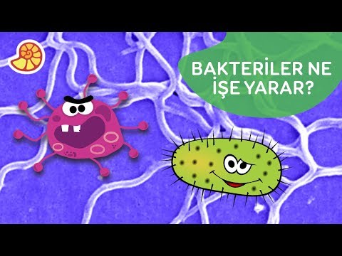 Video: Bakteriler Ne Işe Yarar