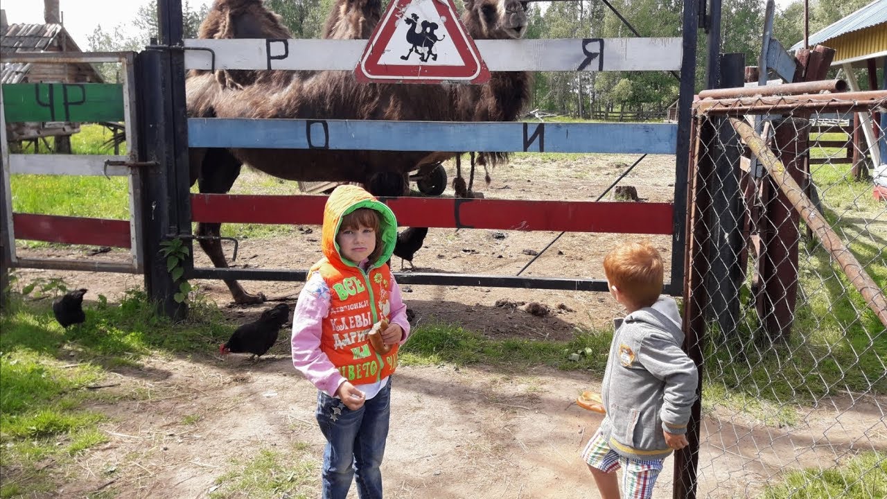 Зоопарк деревня. Зоопарк в деревне. Ашево Бежаницкий район зоопарк. Ашево Псковская область зоопарк. Деревня Ашево Псковская область зоопарк.