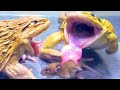 Wow asian bullfrog compete for fast mouse asian bullfrog live feeding