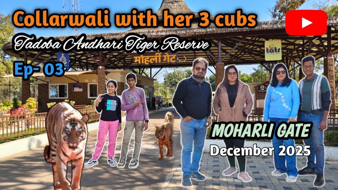 Collarwali with her 3 cubs || Tiger sighting in Moharli zone Tadoba 