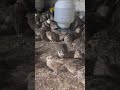 Quail#chicks#pakistan#cargo#link#detail#in#profile#foryoushorts