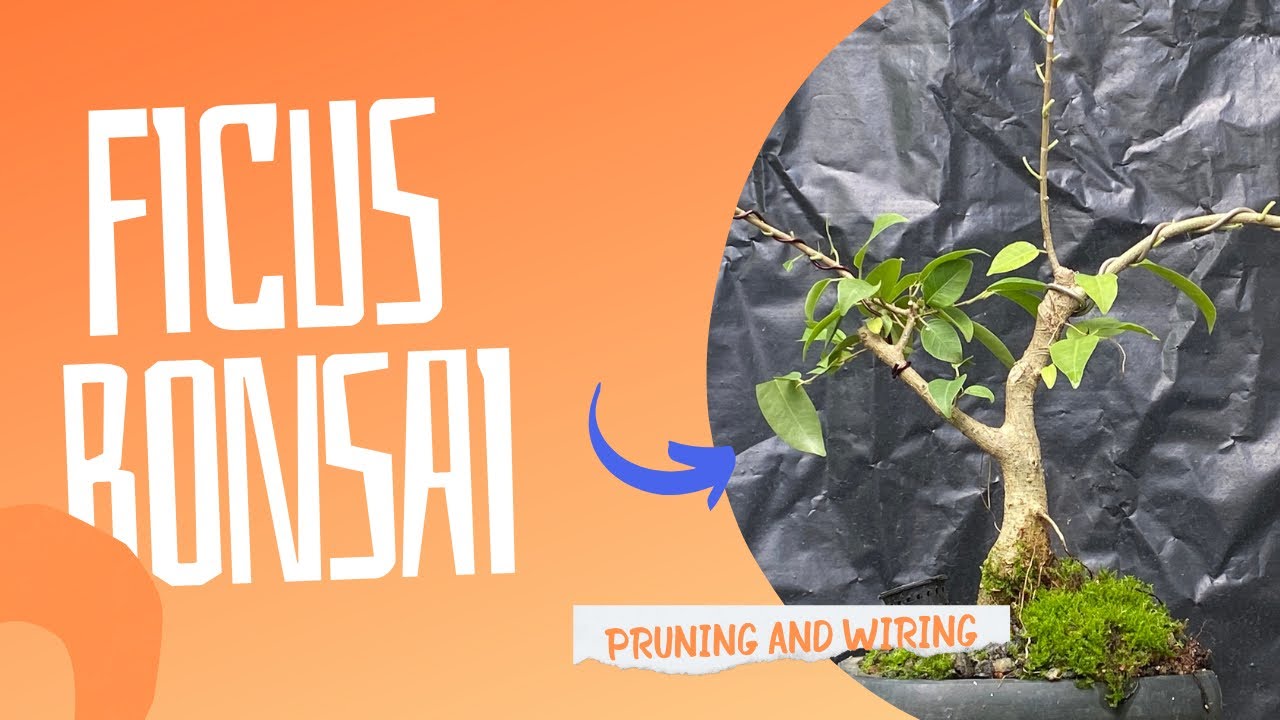 Ficus Mame Bonsai pruning and wiring Malayalam YouTube