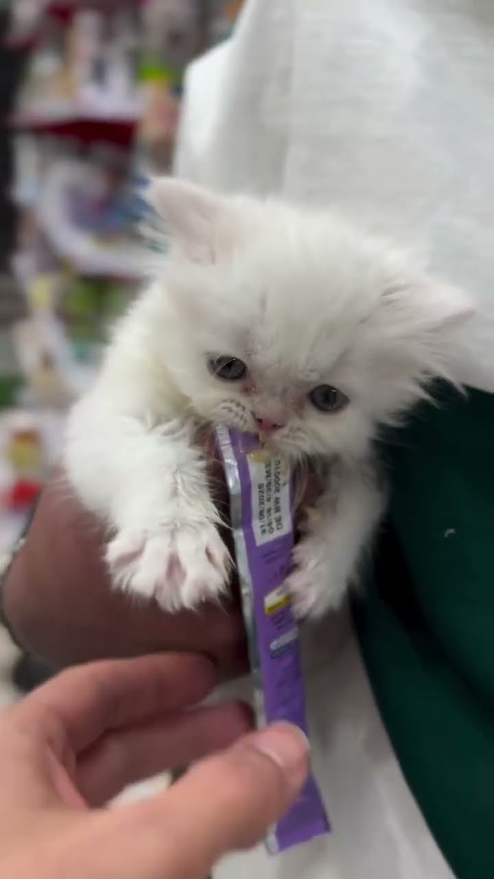 Bébé chaton très mignon ♥️ ♥️ ♥️ ♥️ ♥️