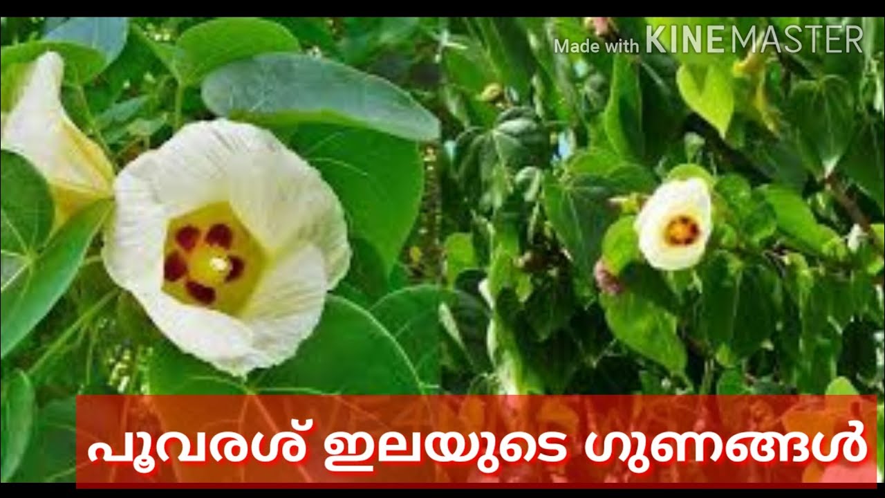 പൂവരശ് ഗുണങ്ങൾ