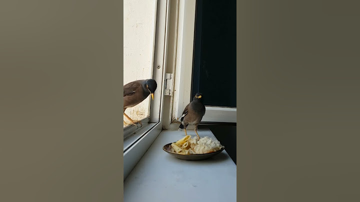 Filmed right from my window no filter, just pure joy!#shorts