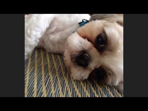 わが輩は、犬
