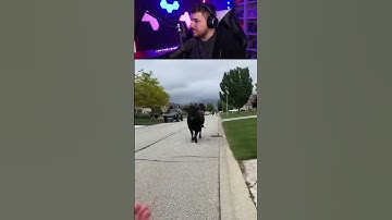 I Couldn’t Stop Laughing at This 😂 #reaction #tryNotToLaugh #Shorts