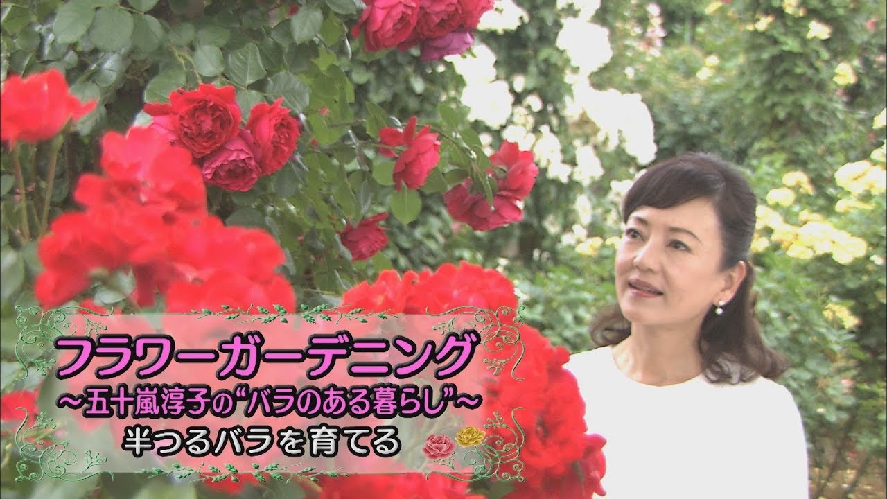 ホームメイト フラワーガーデニング 五十嵐淳子のバラ 薔薇 ばら のある暮らし 半つるバラを育てる Youtube動画 Youtube