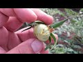 Come avere una fioritura ottimale e selezione del grappolo nel Pomodoro costoluto
