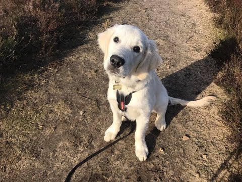 4 month old golden retriever