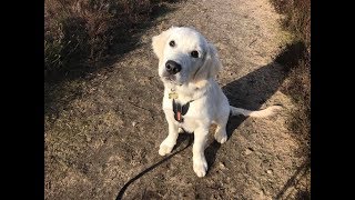 Rufus - 4 month old Golden Retriever Puppy - 3 Weeks Residential Dog Training