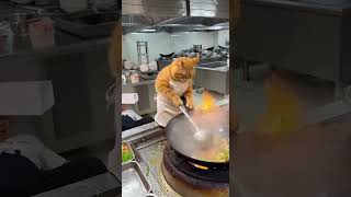 No yelling allowed next to the fat orange cat while he's cooking! #cat  #funny