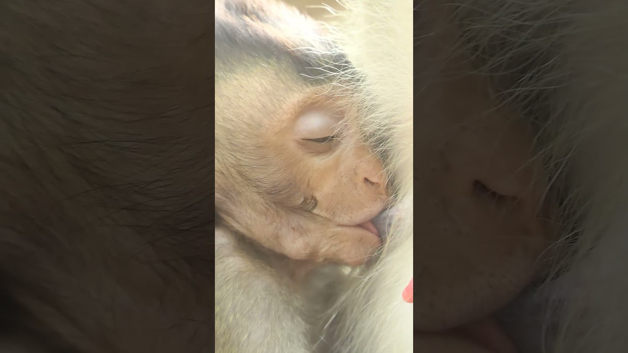 Baby Monkey Cinn Fall Asleep In deep Coma By Raw Milk Feed