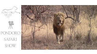 A big male lion running away from a pride of 6