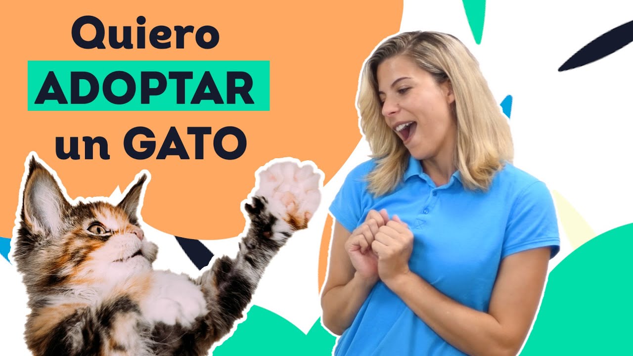 🏠💗 PASOS para ADOPTAR un GATO 🐈 - YouTube