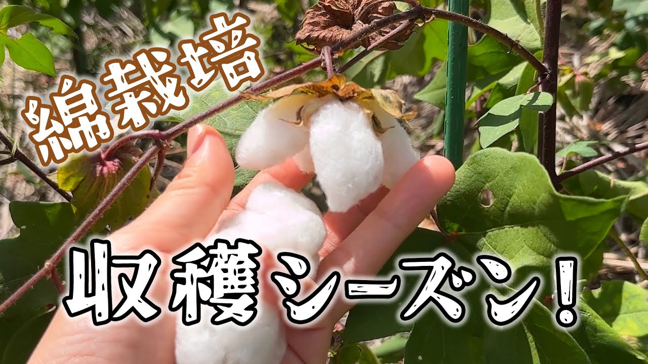 綿の収穫シーズン到来!／綿を育てる season3 ep.2