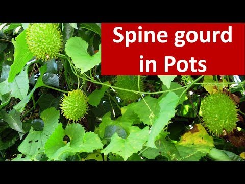 Agro techniques for growing Spine gourd (Momordica dioica) in pots