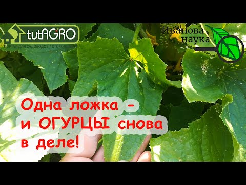 Урожай огурцов не радует? Одна ложка этого средства и огуречник снова молодой до октября! Омоложение