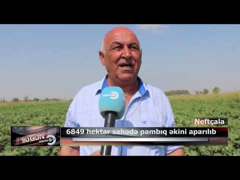 Video: Pambıq Lambrequinni Qanday Tikish Kerak