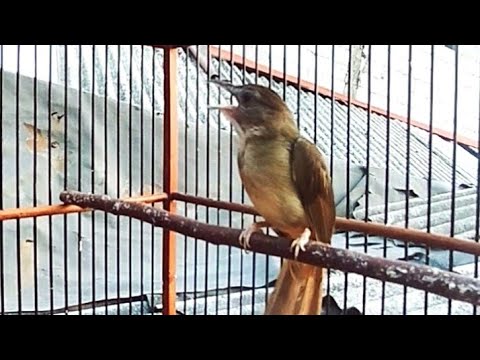 PANCINGAN KAPAS TEMBAK BAHAN ‼️SUARA NEMBAK CIU-CIU