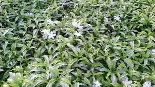 BUNGANYA PUTIH INDAH SI MELATI JEPANG ROMBUSA