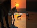 Echoes at the Waterhole: A Fennec's Quiet Lesson