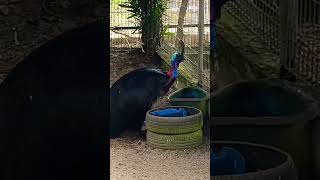 Cassowary-kasuar is belong to birds#short video #facts: the second heaviest bird in the world