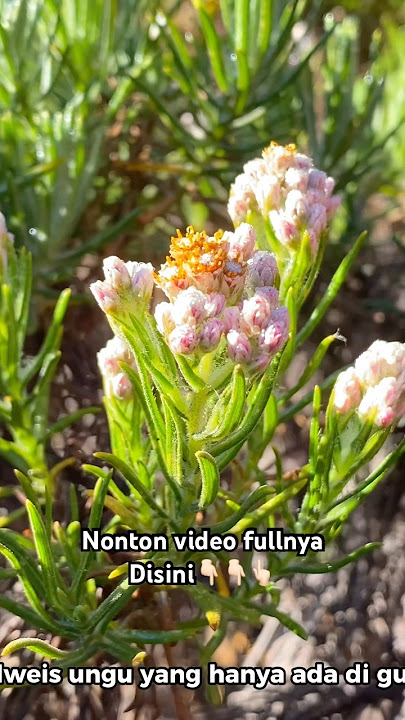 BUNGA EDELWEIS LANGKA, HANYA ADA DI GUNUNG LAWU #wisataalam #pendakigunung #gununglawu #edelweiss