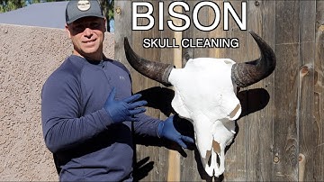 SKULL CLEANING A GIANT BISON "HOW TO"