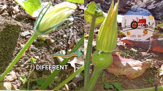 How To Identify  Male and Female Pumpkin Flowers