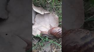 Snail 🐌