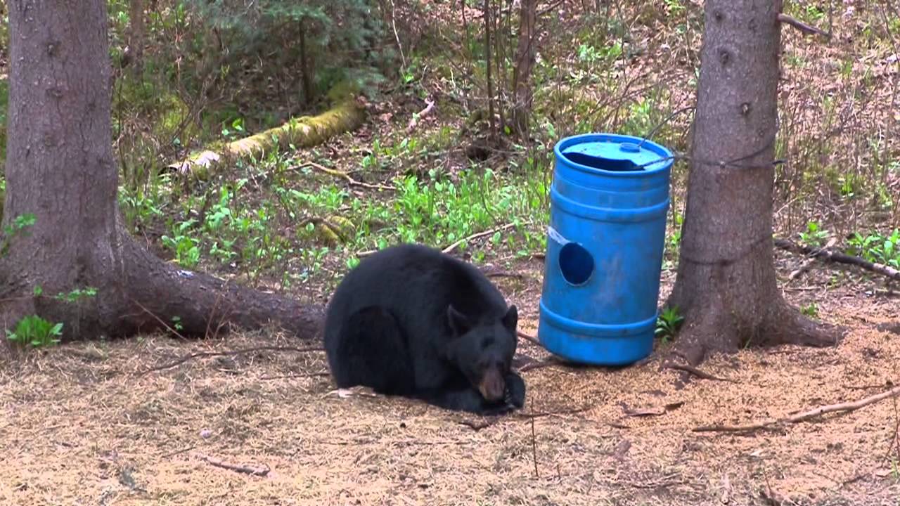 Elaine Lake Outfitters Archery Bear Hunt YouTube