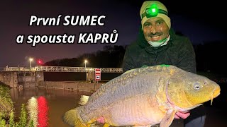 První SUMEC a spousta velkých KAPRŮ 🎣🔥 vydařená vycházka na ryby #carpediemfishing #rybářskávidea
