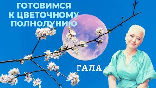 Готовимся к цветочному полнолунию. Гала