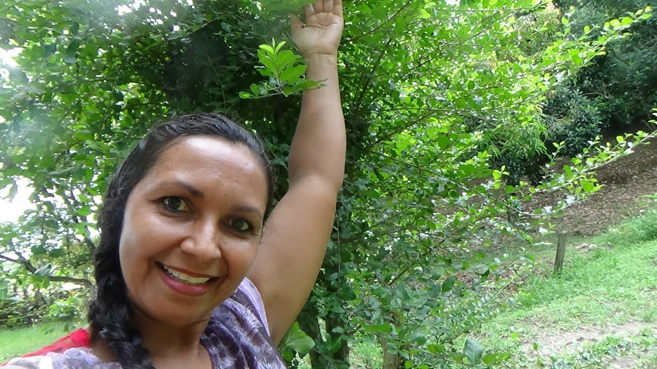 DIA ABENÇOADO NO SÍTIO - PLANTEI ABACAXI- COLHI MANDIOCA- LIMPEI O FOGÃO A LENHA-  BANHO SEM MISÉRIA