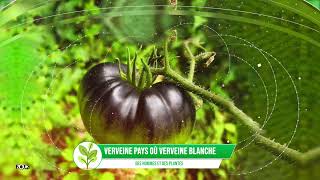 DES HOMMES ET DES PLANTES - verveine pays où verveine blanche