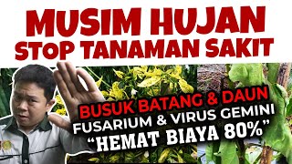 Download Lagu STOP TANAMAN SAKIT. ❗ ❗ ❗ BUSUK BATANG \u0026 DAUN, LAYU FUSARIUM \u0026 BAKTERI, PATEK \u0026 ANTRAKNOSA HEMAT 80% MP3 Download Lagu STOP TANAMAN SAKIT. ❗ ❗ ❗ BUSUK BATANG \u0026 DAUN, LAYU FUSARIUM \u0026 BAKTERI, PATEK \u0026 ANTRAKNOSA HEMAT 80% MP3