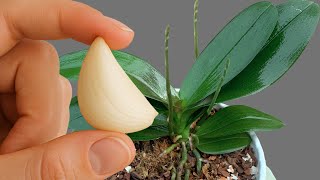 Zayıf Orkidelerinizi Anında Çiçek Açan Güzelliklere Dönüştürün