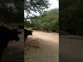 Gory Tyra Gao Bara Pyra Ma Togya Ma Ak Yha Ry Goaravetisyan 