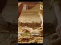 Интересный факт #5 #shorts #facts #мирнасекомых