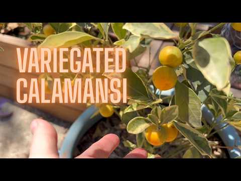 Why Every Edible Landscape Needs A Variegated Calamansi Tree