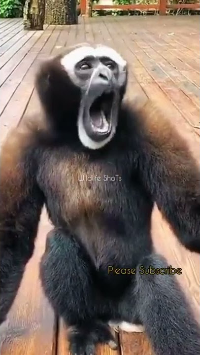 Baboon Singing View 🦍    |    #shorts     #wildlifeshoTs