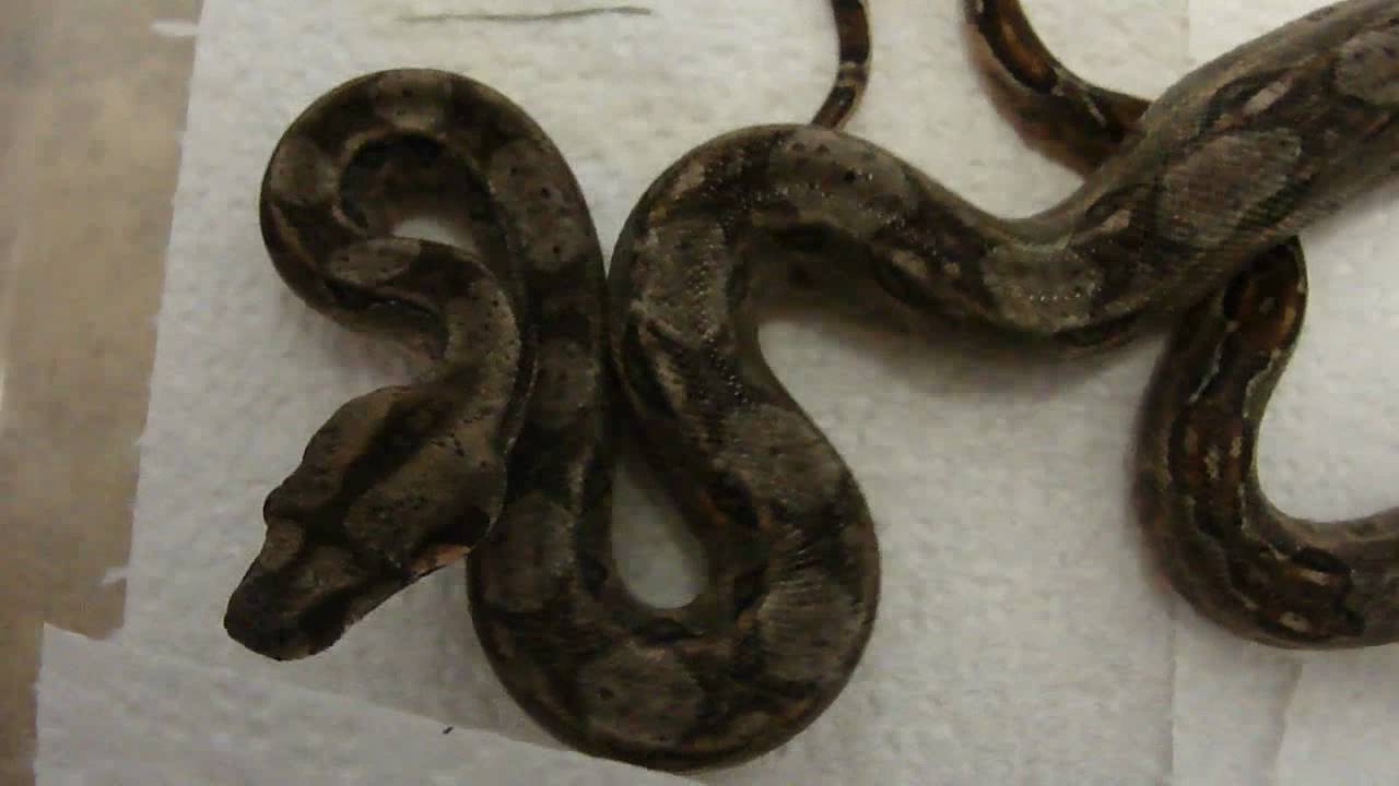 boasty wiley New Additions